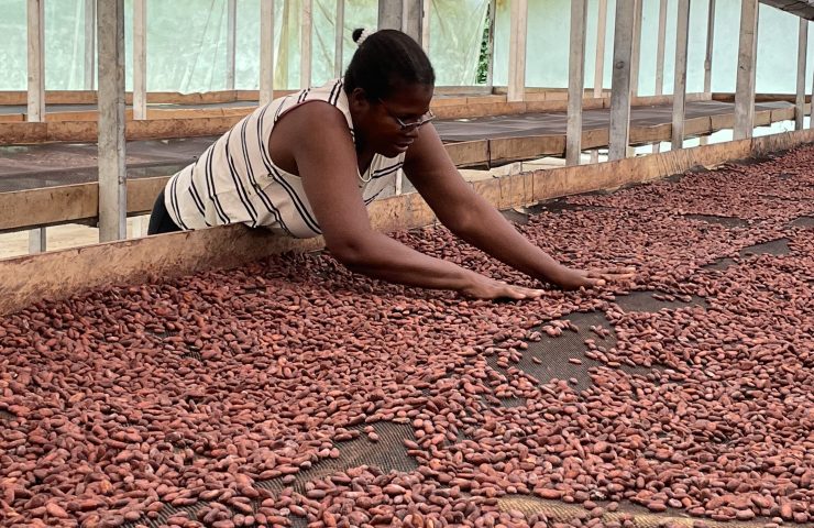 Fave di cacao essiccate al sole